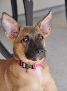 Bretagne, a tan and black german shepherd puppy