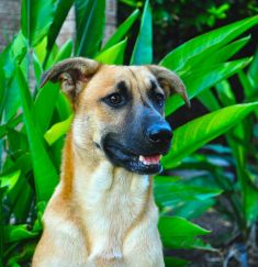 Bronco, a tan and black german shepherd mix