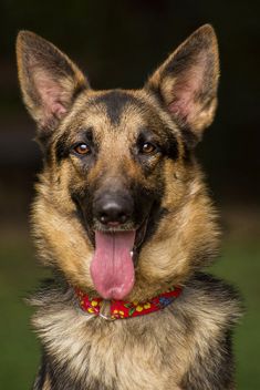 Caidence, a black and tan german shepherd