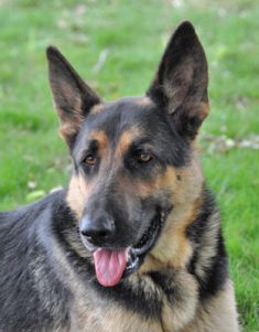 Caleb, a black and tan german shepherd