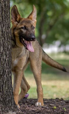 Cameron, a sable german shepherd puppy