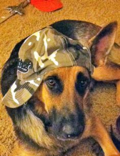 Charlie, a black and tan shepherd wearing a ball cap