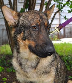 Charlie, a sable german shepherd