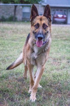 Chato, a black and tan shepherd