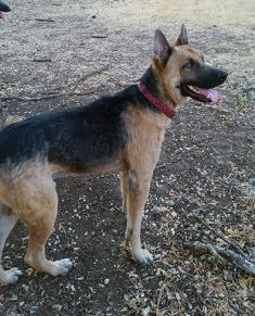 Chauncey, a black and tan german shepherd