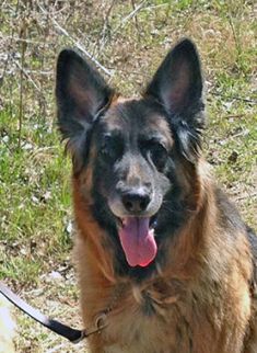 Cheyenne, a black and tan german shepherd