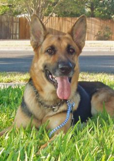 Cheyenne, a black and tan german shepherd