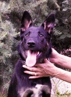 Chloe, a black and tan german shepherd
