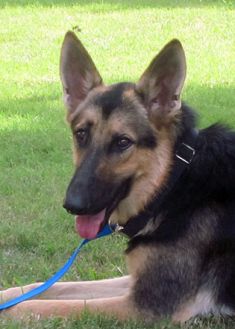 Choctaw, a black and tan german shepherd