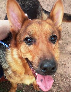 Cleo, a black and tan german shepherd