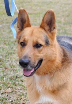 Colby, a black and tan german shepherd