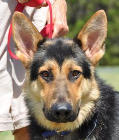 Colton, a black and tan german shepherd