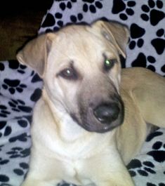 Comet, a tan and black german shepherd mix puppy