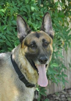 Cooper, a black and tan german shepherd