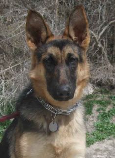 Corey, a black and tan german shepherd