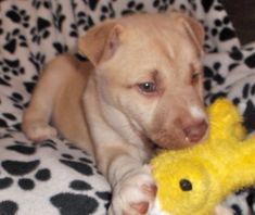 Cupid, a tan german shepherd mix
