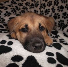 Dancer, a black and tan german shepherd mix