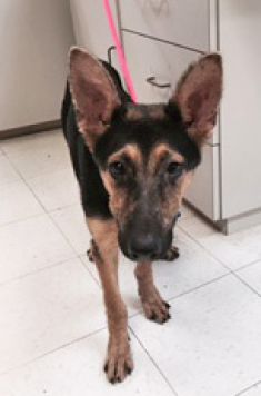 Darbie, a black and tan german shepherd puppy