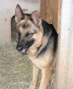 Dawson, a black and tan german shepherd