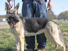Deedra, a black and tan german shepherd