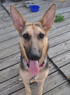 Destiny, a black and tan german shepherd