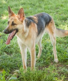 Dixie a black and tan shepherd standing