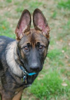 Dozer, a sable german shepherd