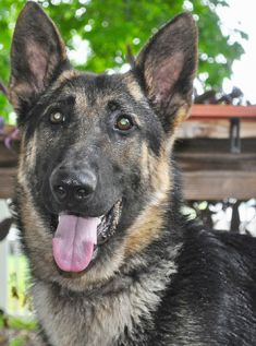 Drew, a black and tan german shepherd