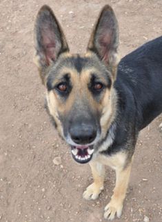 Duchess, a black and tan german shepherd