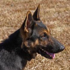 Duke, a black and tan german shepherd