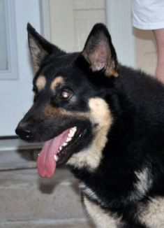 Dylan, a black and tan german shepherd