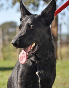 Ebon, a black german shepherd