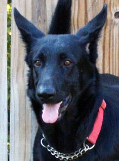 Ebony, a black german shepherd