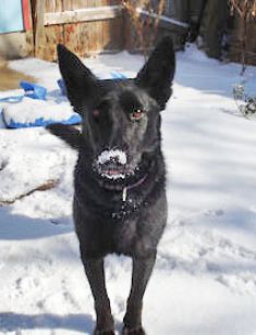 Echo, a black german shepherd with snow on her nose