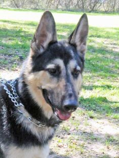 Eli, a black and tan german shepherd