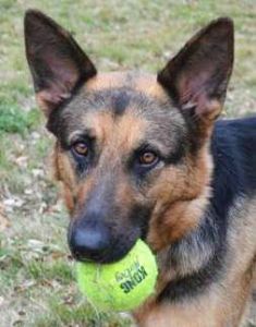 Elke, a black and tan german shepherd