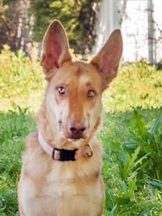 Ella, a black and tan german shepherd