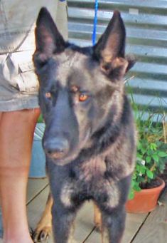 Elvis, a black and tan german shepherd