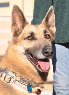 Emma, a black and tan german shepherd