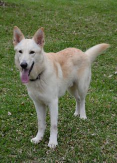 Fritz, a white german shepherd