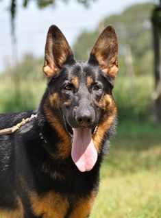 Fritz, a black and tan german shepherd