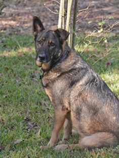 Gretchen, a black and tan german shepherd