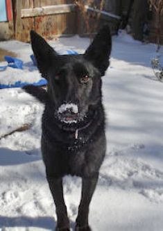 Gretel, a black german shepherd