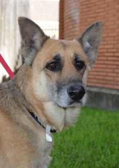 Hannah, a black and tan german shepherd