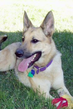 Hazel, a black and tan german shepherd