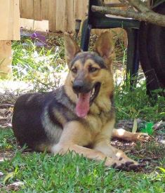 Hogan, a black and tan german shepherd
