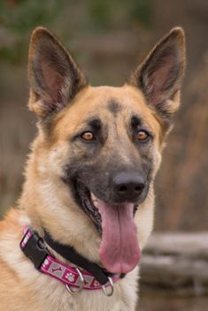 Ivy, a black and tan german shepherd