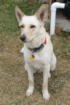 JJ, a white german shepherd