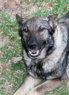 Jada, a sable german shepherd