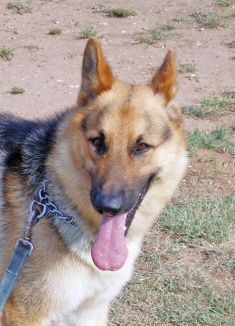 Jake, a black and tan german shepherd